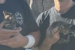 Kittens found in engine of car and rescued by CAL FIRE TCU-Copperopolis Station firefighters—CAL Fire TCU photo