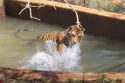 Tiger Bigelow playing in pool—PAWS photo