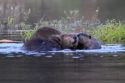 Released beavers in California—CDFW photo