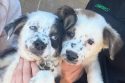 Two tiny puppies nursed back to health—TCAC photo