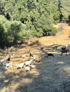 After goats clearing—TUD photo