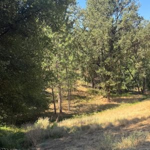 Before the goats began clearing—TUD photo
