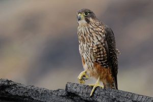 New Zealand Bird of the Year