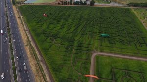 Giant Corn Maze