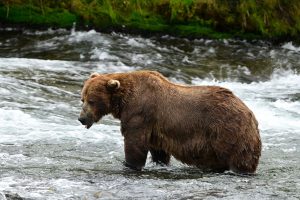 Alaska Fat Bear Week