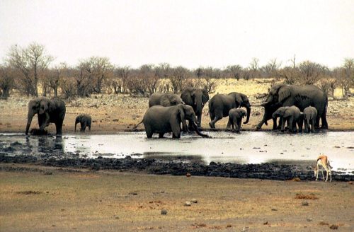 Namibia-Wildfire