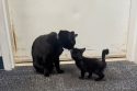 Chicken Little thanking the office cat for his lesson—TCAC photo