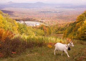 Goatscaping-Vermont