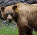 Bear tagged in Yosemite