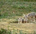 Kit Fox with pups