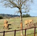 Three of PAWS African Elephants: Maggie, Mara and Lulu at the Ark2000 Sanctuary in San Andreas
