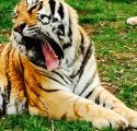 PAWS rescue Siberian tiger Roy, yawning.