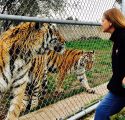 Rescued Siberian tiger siblings Roy and Kim engage with Dr. Jackie Gai at one of their enclosure fences.