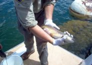 Mother Lode Recreation