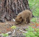Yosemite bear cub