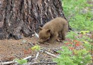 Yosemite bear cub