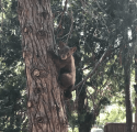 TCSO Photo Bear sighting photo TCSO