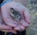 Courtesy: CHP Sonora Unit Officer Joelle McChesney with the baby bird in her palm