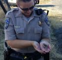 Courtesy: CHP Sonora Unit Officer Joelle McChesney with the baby bird in her palm