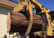 Photo taken by: Tracey Petersen 62nd Mother Lode Round-up Parade