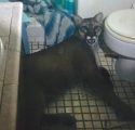 TCSO Photo Mountain lion intruder in Sonora home Sept 15 2019 TCSO Photo