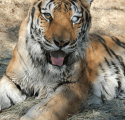 PAWS Photo Mungar the tiger at PAWS October 2019