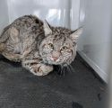 TC Animal Control Photo Bobcat at Tuolumne County Animal Control during COVID-19 Crisis March 2020