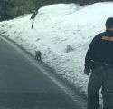 TC Animal Control Photo Bobcat released by Tuolumne County Animal Control during COVID-19 crisis March 2020