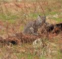 NPS Photo Yosemite National Park Bobcat in Cook's Meadow during COVID-19 closure March 2020