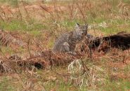NPS Photo Yosemite National Park Bobcat in Cook's Meadow during COVID-19 closure March 2020