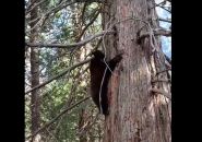 Photo from video taken by Yosemite volunteers Yosemite Black Bear