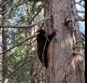Photo from video taken by Yosemite volunteers Yosemite Black Bear