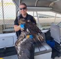 CCSO photo Deputy with injured golden eagle found on the shoreline of New Hogan Lake