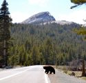 NPS Image A Bear In Yosemite