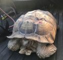 CAL Fire TCU photo Injured tortoise on HWY 49 rescued